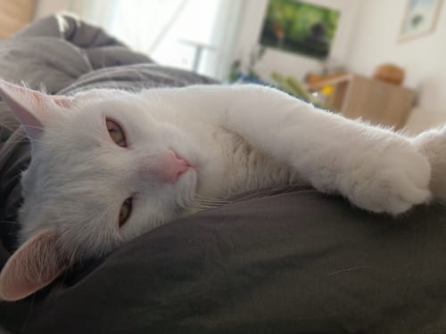 Witte kat languit in slaap op een grijsgroen Wove-dekbed